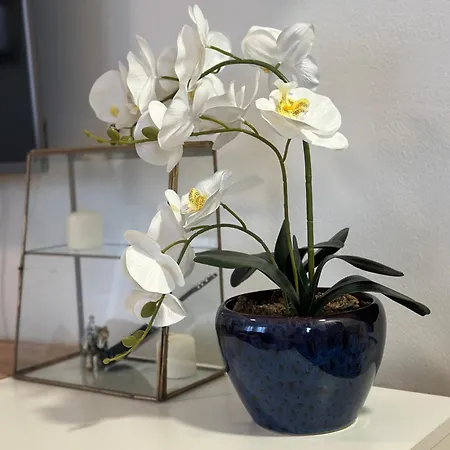 Apartman Radmanovic *